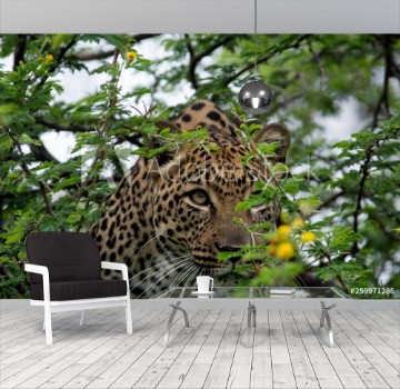 Picture of leopard in tree